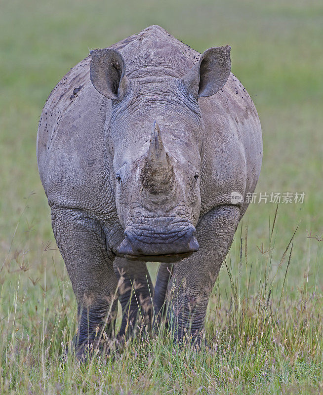 白犀牛或方唇犀牛(Ceratotherium simum)是现存的五种犀牛之一。它有宽阔的嘴巴用来吃草，是所有犀牛物种中最具群居性的。纳库鲁湖国家公园，肯尼亚。